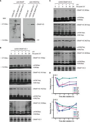 Chk1 Inhibition Hinders the Restoration of H3.1K56 and H3.3K56 Acetylation and Reprograms Gene Transcription After DNA Damage Repair